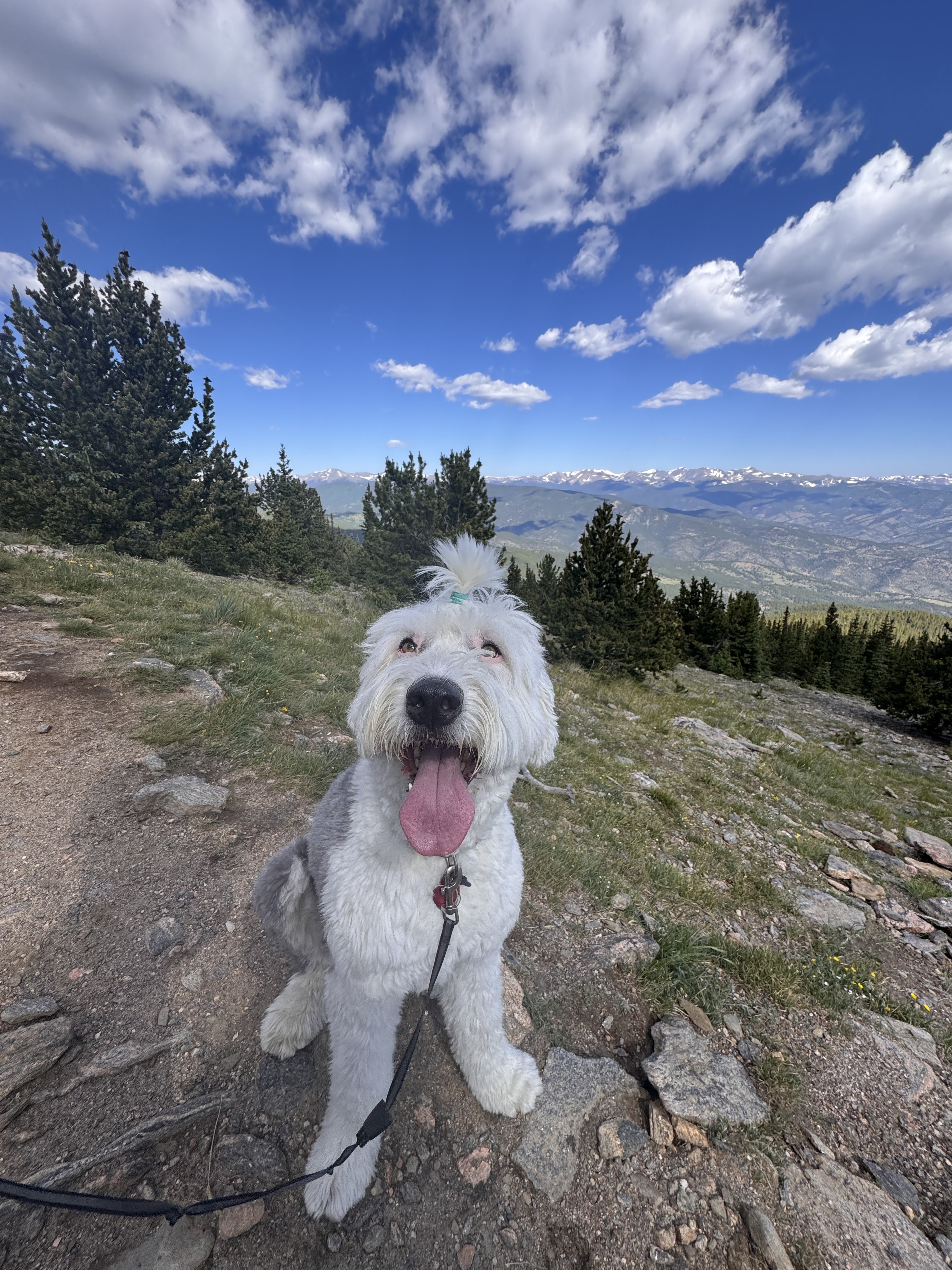 Walter, an Old English Sheepdog and the HomeBase mascot